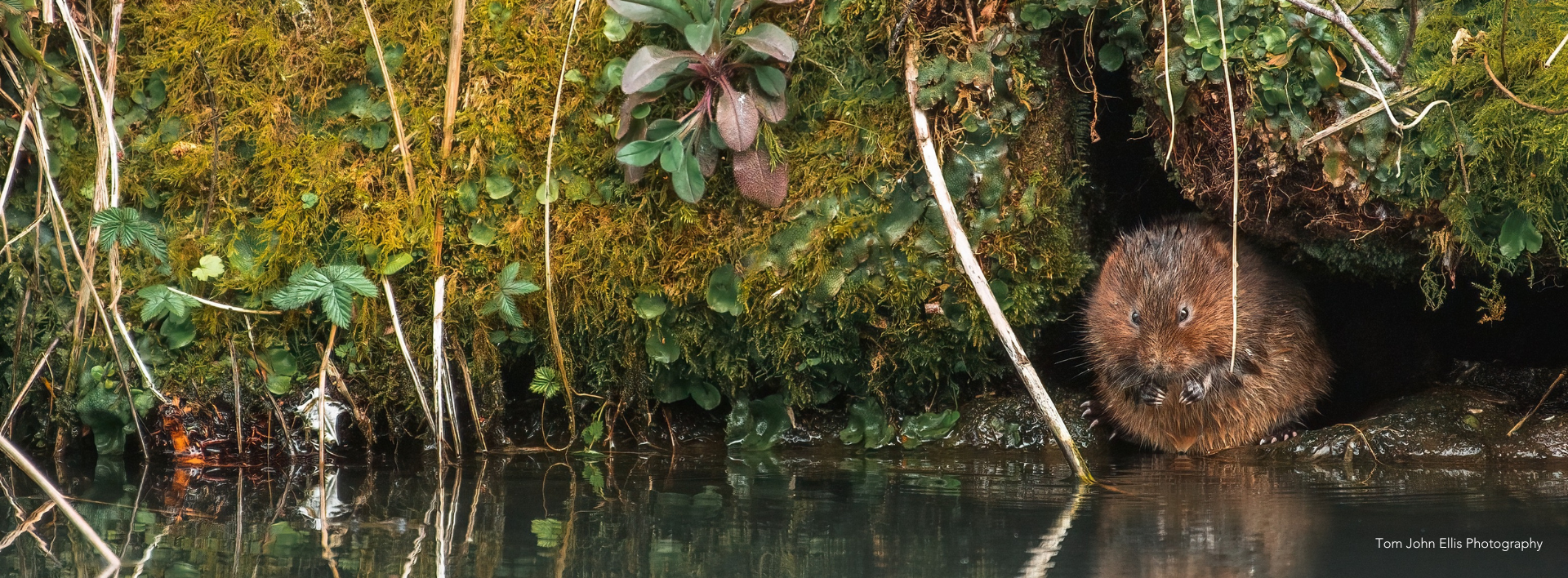 Watervole next to water