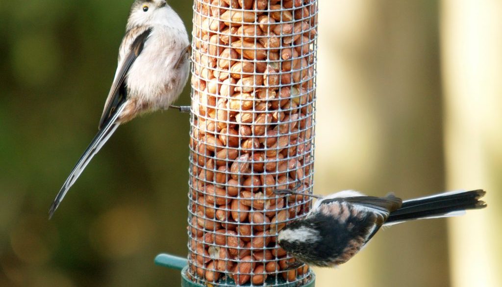 Long-tailed Tit (Aegithalos caudatus)