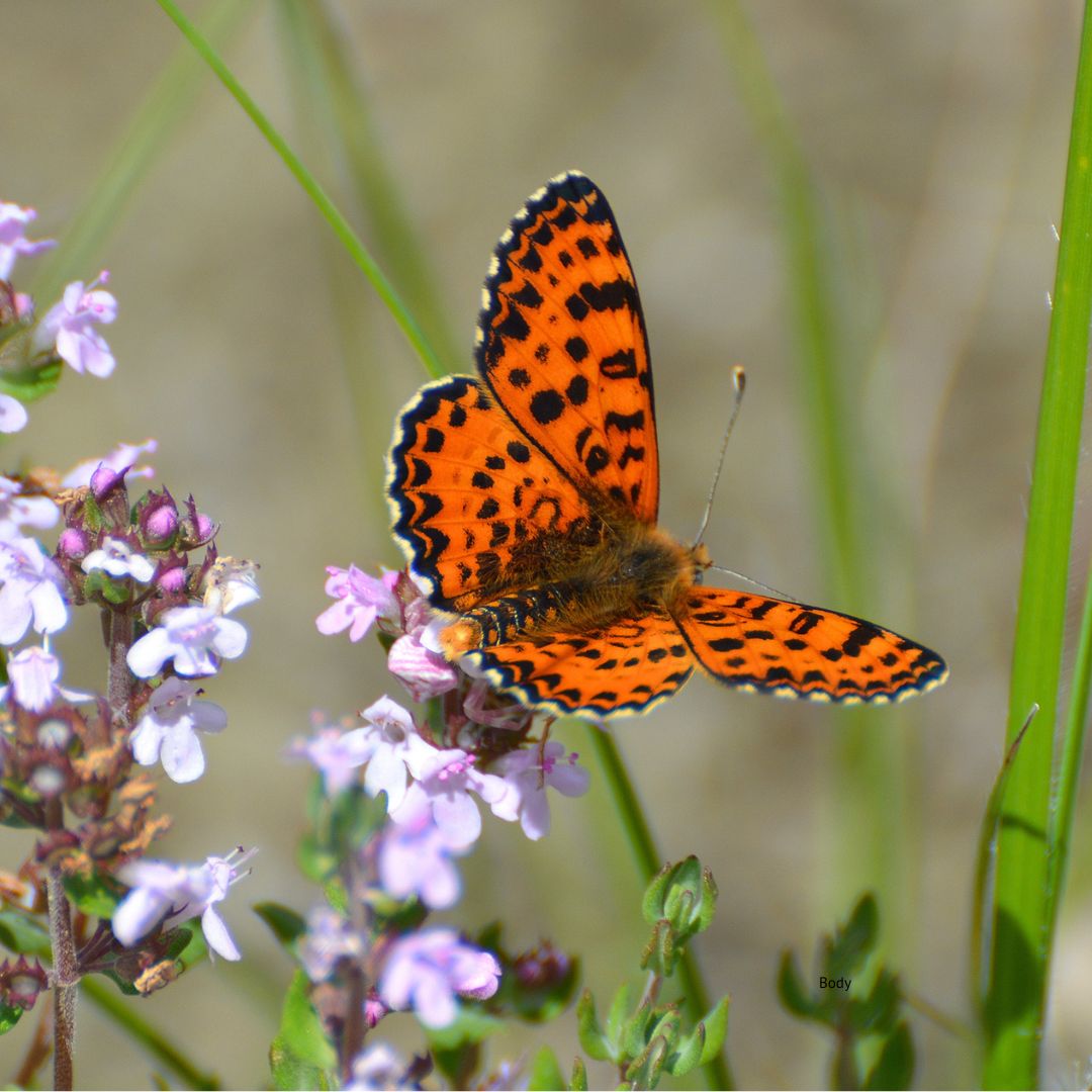 BUTTERFLY