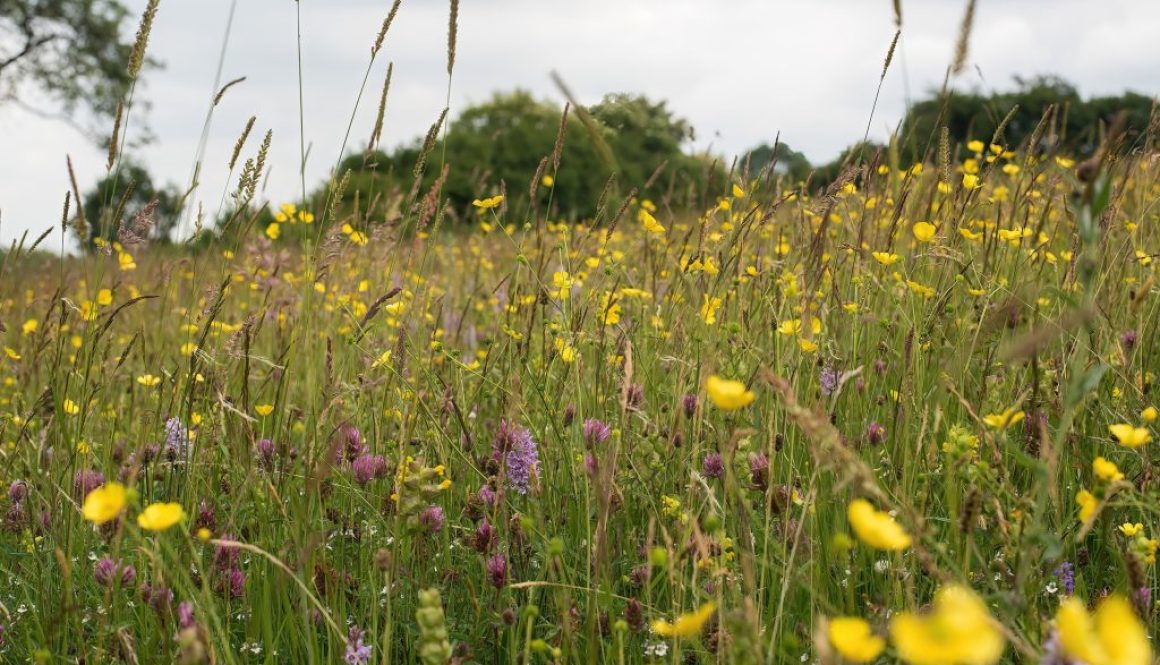 Thorswood Nature Reserve meadow- Tom John Ellis Photography