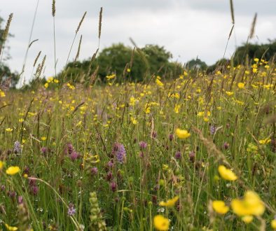 Thorswood Nature Reserve meadow- Tom John Ellis Photography