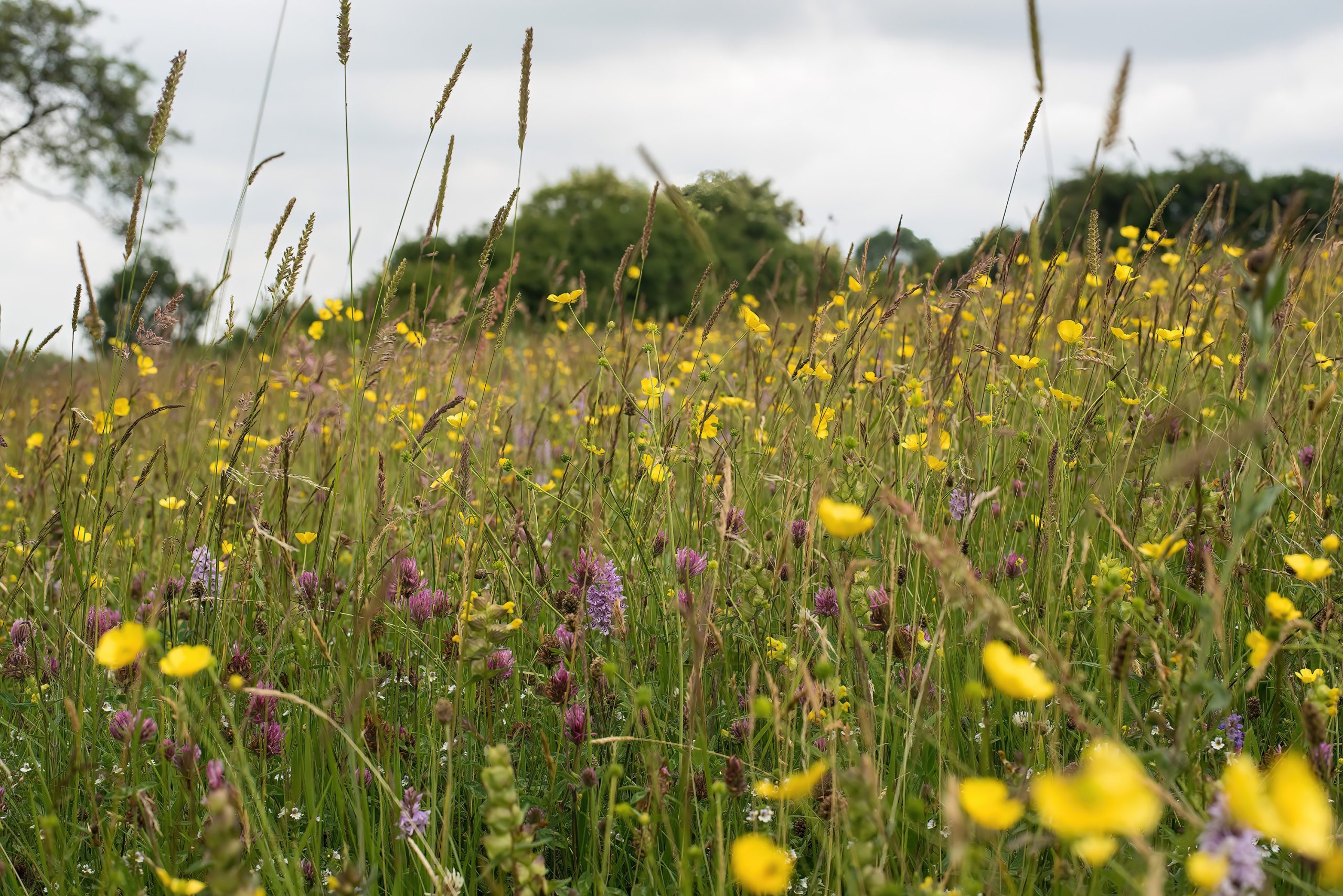 Thorswood Nature Reserve meadow- Tom John Ellis Photography