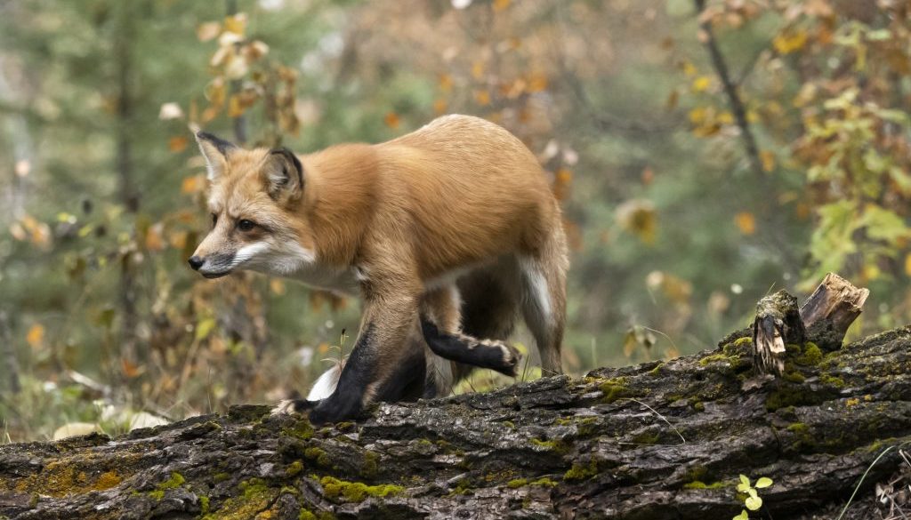 Red Fox Side View on Log in Forest Fall Colors Captive