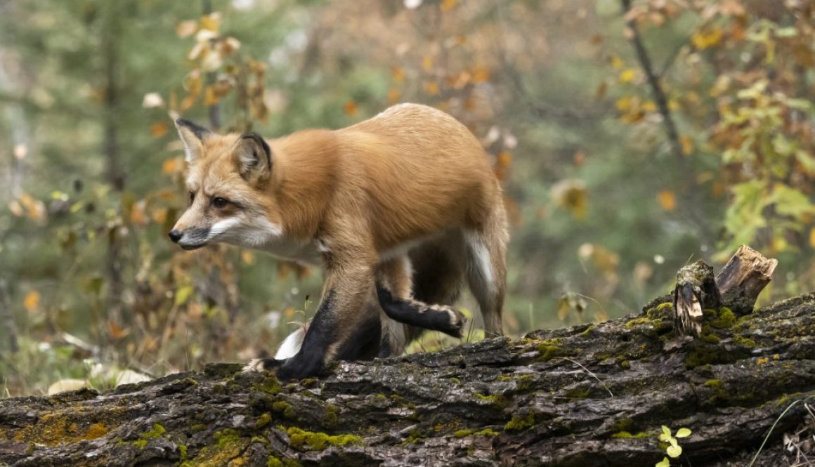 Red Fox Side View on Log in Forest Fall Colors Captive