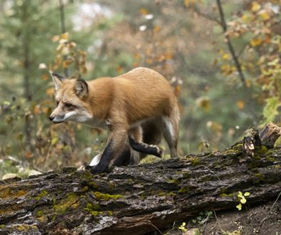 Red Fox Side View on Log in Forest Fall Colors Captive