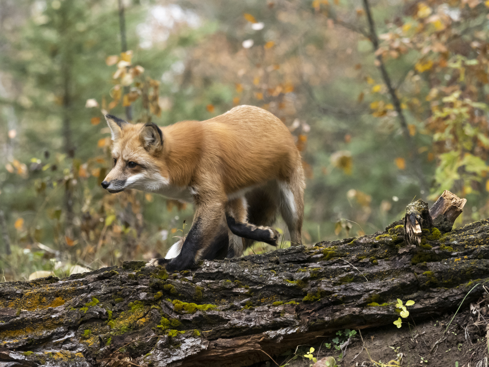 Red Fox Side View on Log in Forest Fall Colors Captive