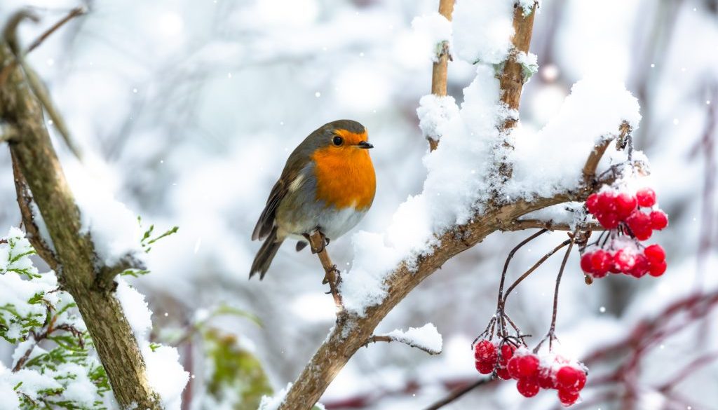 Robin Redbreast perched on a branch in snowy weather when Storm Arwen hit the UK in November.