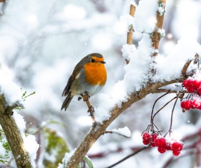 Robin Redbreast perched on a branch in snowy weather when Storm Arwen hit the UK in November.