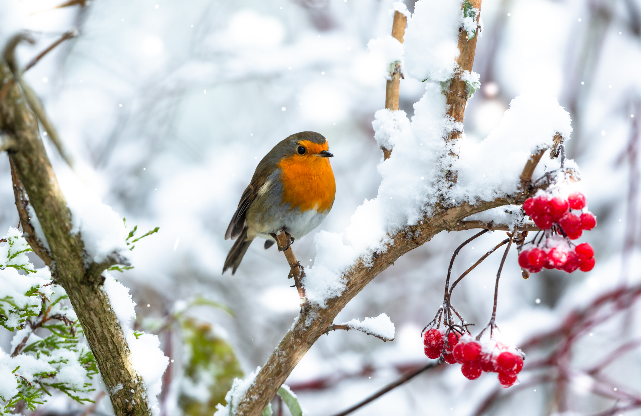 Robin Redbreast perched on a branch in snowy weather when  Storm Arwen  hit the UK in November.