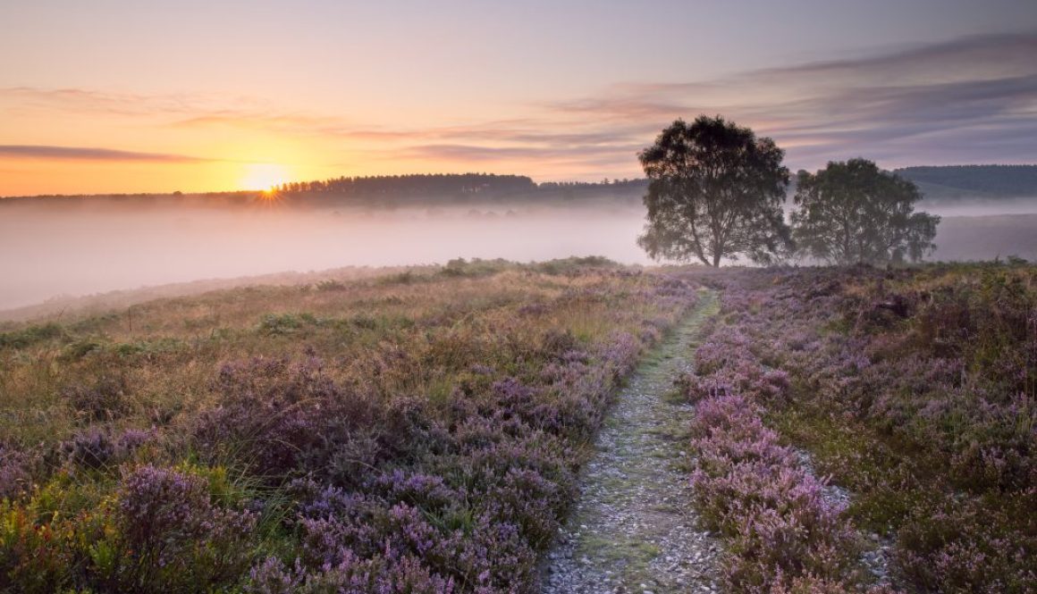 Heath in mist sunrise