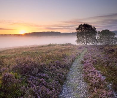 Heath in mist sunrise