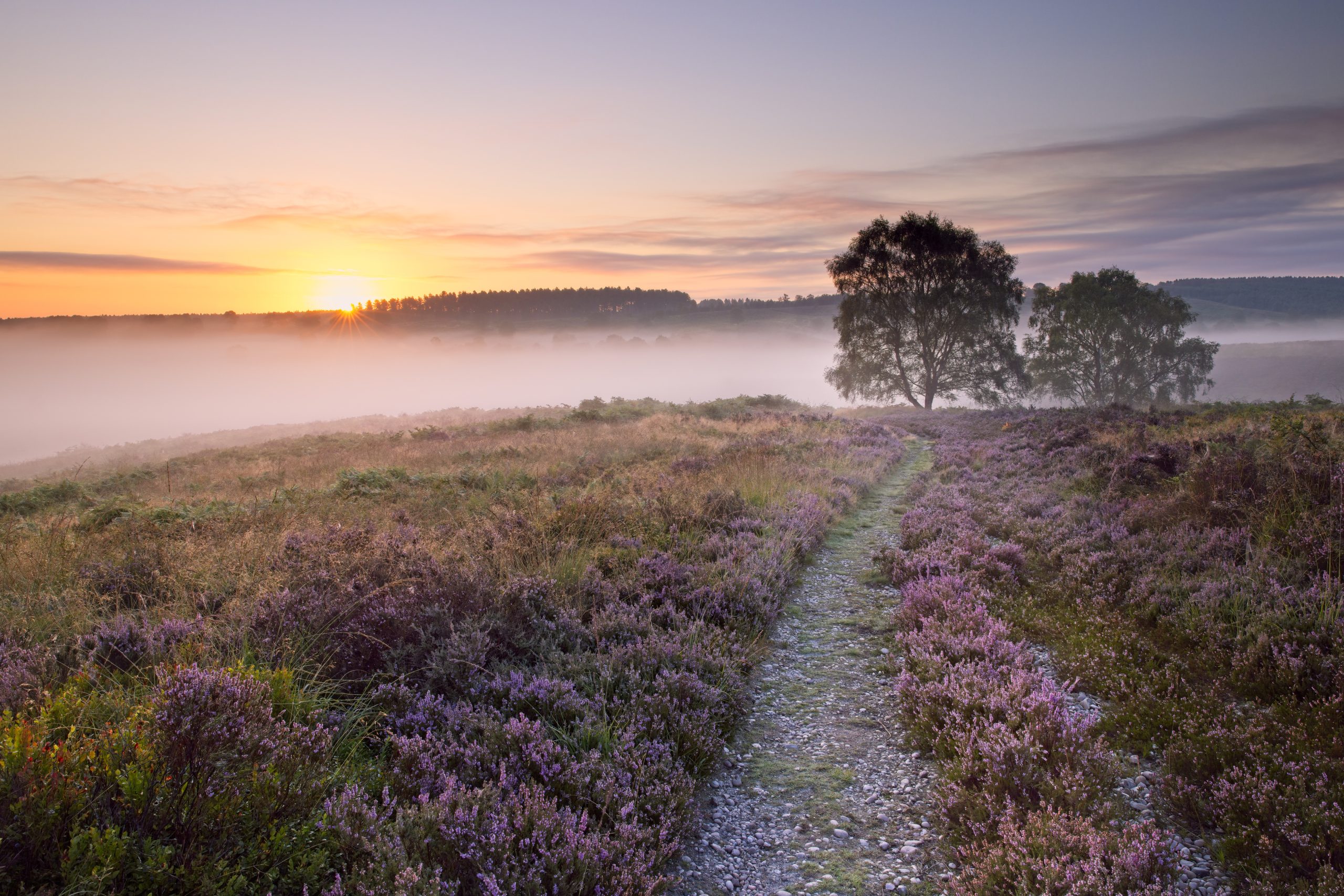 Heath in mist sunrise